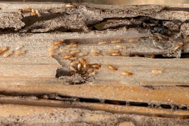 Best Pest Prevention Services  in Twin Grove, IL